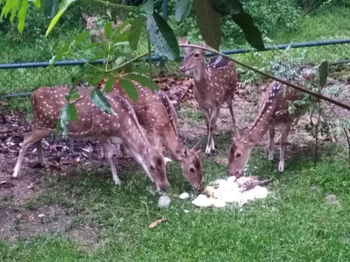 Deer Garden Guest Ξενοδοχείο Polonnaruwa Εξωτερικό φωτογραφία