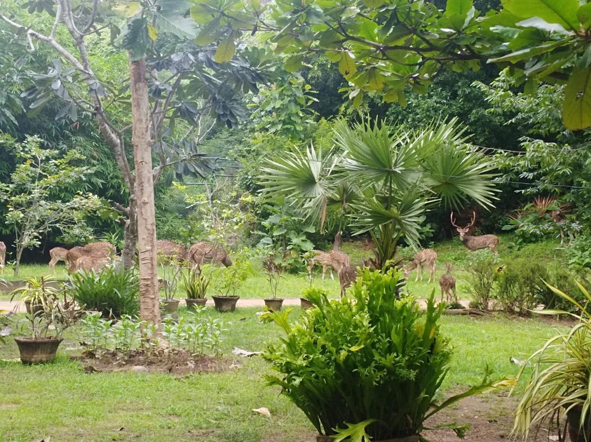 Deer Garden Guest Ξενοδοχείο Polonnaruwa Εξωτερικό φωτογραφία