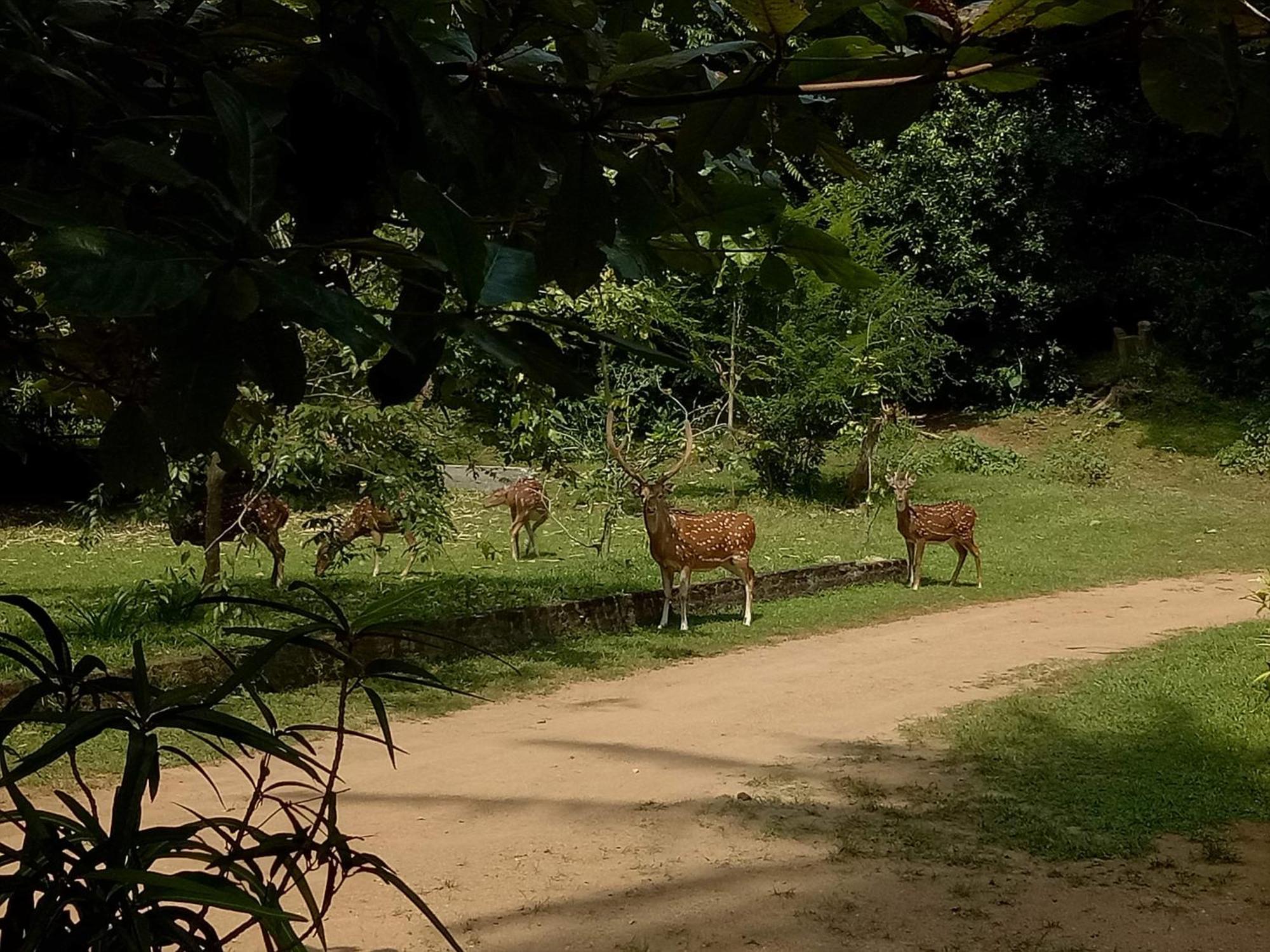 Deer Garden Guest Ξενοδοχείο Polonnaruwa Εξωτερικό φωτογραφία