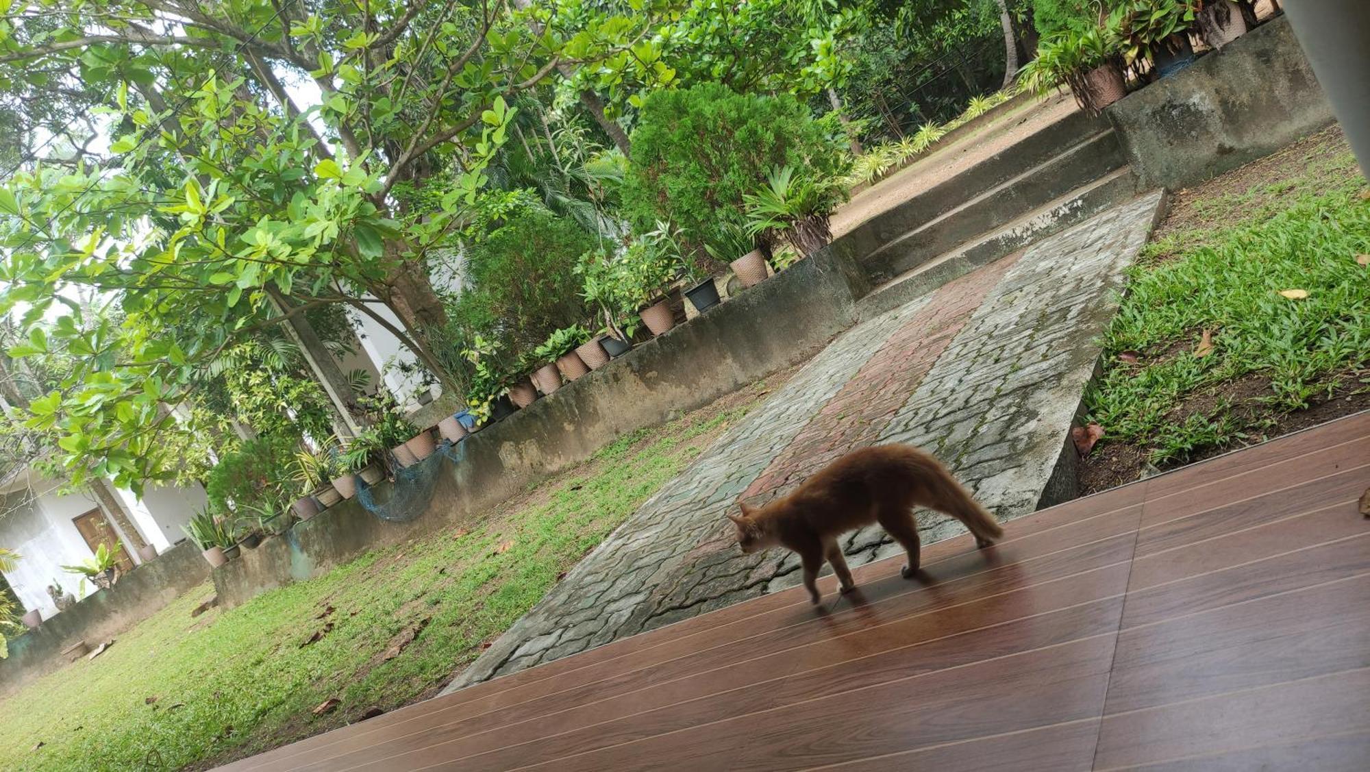 Deer Garden Guest Ξενοδοχείο Polonnaruwa Εξωτερικό φωτογραφία