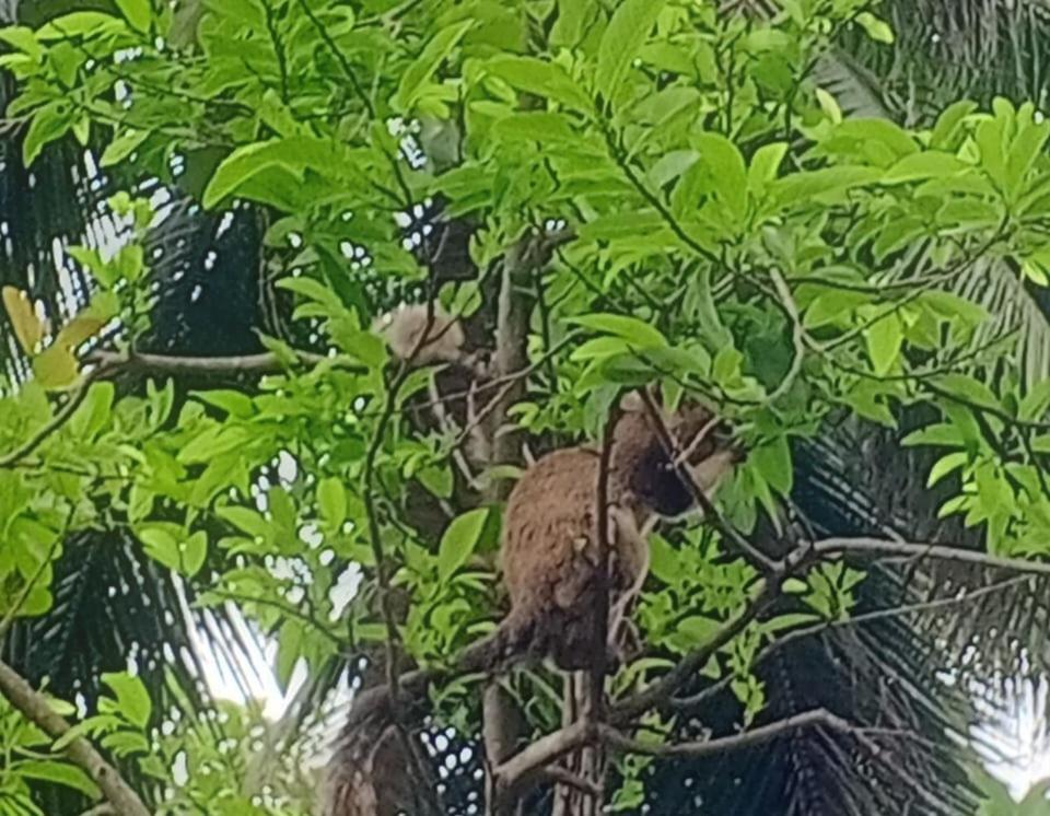 Deer Garden Guest Ξενοδοχείο Polonnaruwa Εξωτερικό φωτογραφία