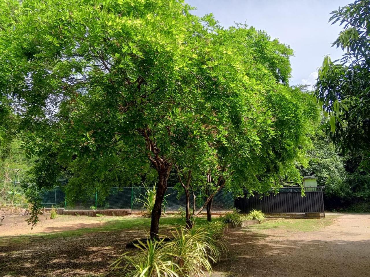 Deer Garden Guest Ξενοδοχείο Polonnaruwa Εξωτερικό φωτογραφία
